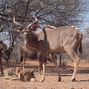 Kudu