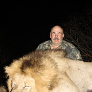 Lowveld Lion