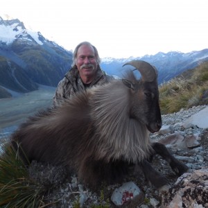 New Zealand Tahr 2014