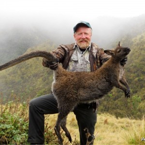 Varmint shooting-Wallaby