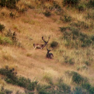 Fallow Buck