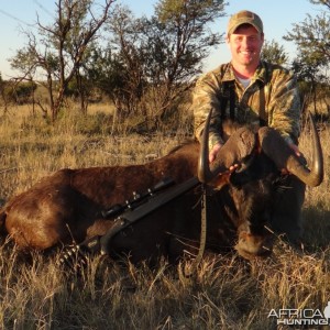 South Africa Black Wildebeest