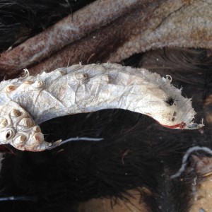 Claws on the end of ostrich wings