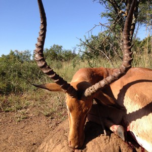 Impala