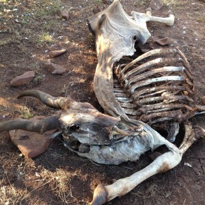 Young eland bull carcass