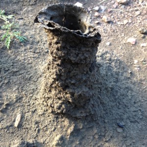 Termite chimney