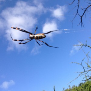 Spiders were out in force with the heavy rains this year