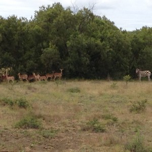 Zebra and Impala