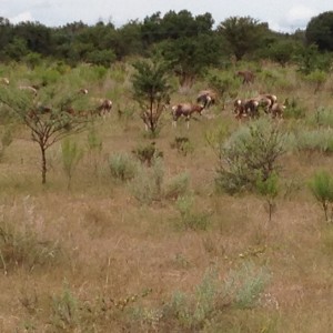 Blesbok