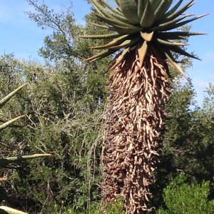 Aloe plants were a common sight