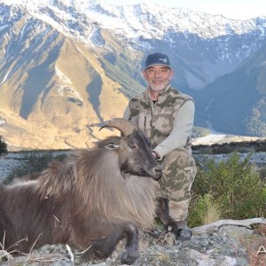 Tahr New Zealand