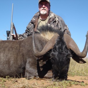 Black Wildebeest 2014