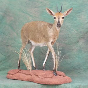 Lifesize Duiker