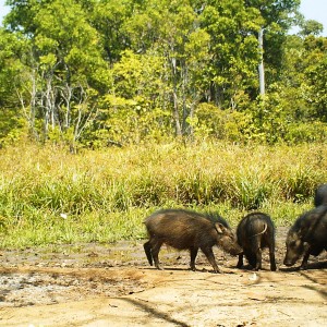 Giant forest hog