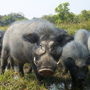 Giant forest hog