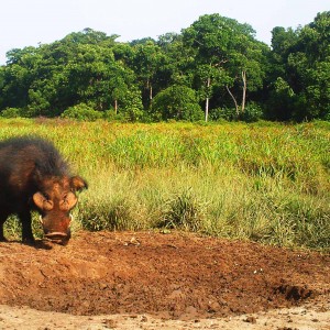 Giant forest hog