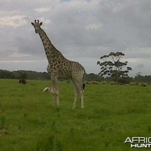 Giraffe