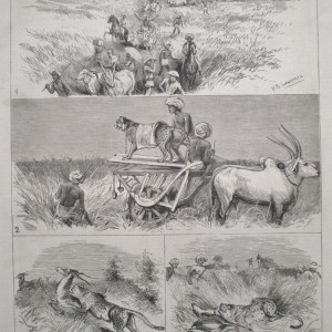 Hunting Black Buck with Cheetah in India 1882