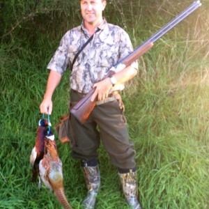 Upland game birds-Pheasant