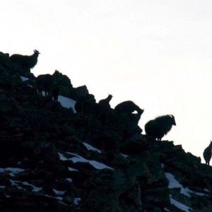 Morning Tahr