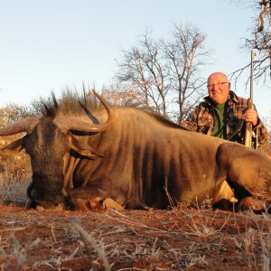 Wildebeest - Limpopo valley, RSA