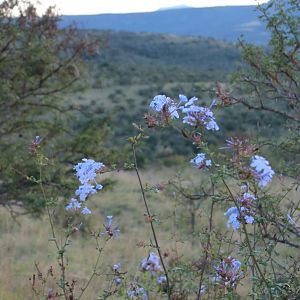 Bedford, Eastern Cape, South Africa