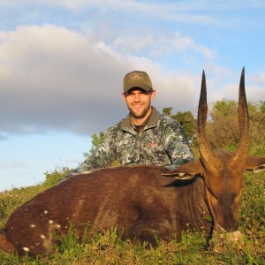 Cape Bushbuck