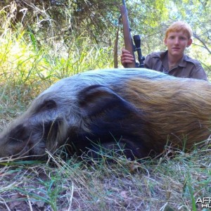 Bushpig shot at King's Kloof.