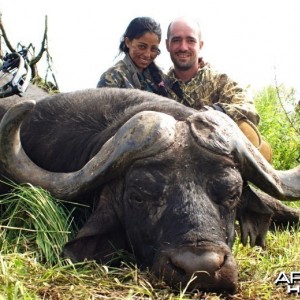 Buffalo ~ Mozambique