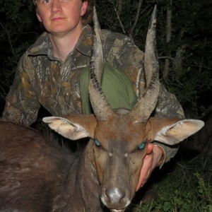 Eastern Cape (Cowie) Bushbuck