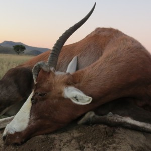 Malform Blesbok Female