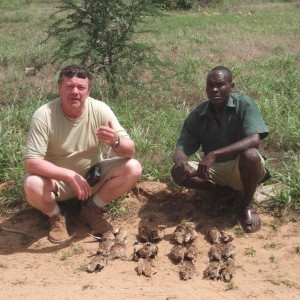 Sandgrouse