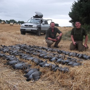 Wood pigeon