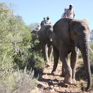 Elephant Back Safari with Ferdi Venter Hunting