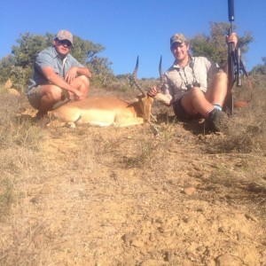 Impala 1st South African safari