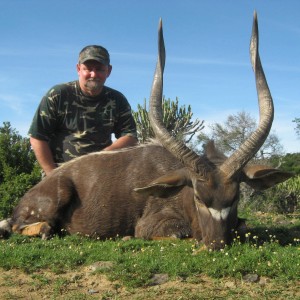 Nyala 28 1/2 "