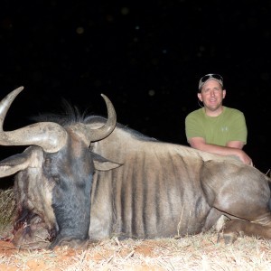 Blue Wildebeest