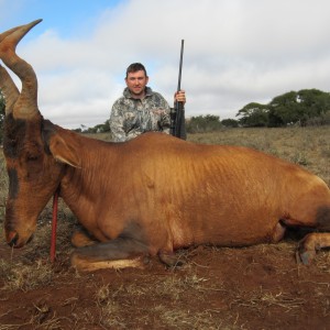 Hartebeest