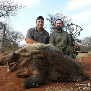 Bushpig shot over bait