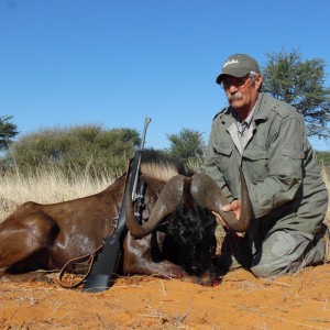 Black Wildebeest