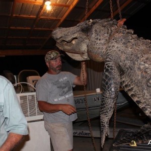 Big twelve foot bull gator from last season