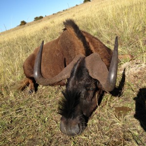 Black Wildebeest