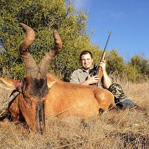 Red Hartebeest