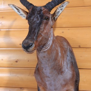 Tsessebe shoulder mount by All-American Taxidermy