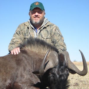 Black Wildebeest