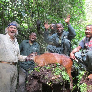 Bay Duiker, Eastern Cameroon