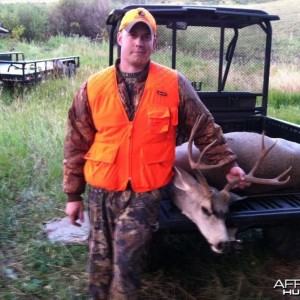 Colorado Mule deer 2011