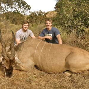 Eland - Limpopo Valley