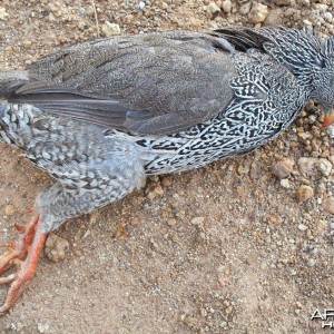 Francolin