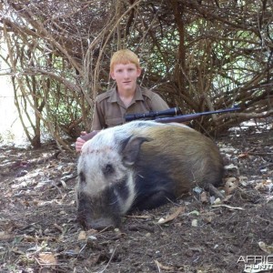 African Bushpig shot at King's Kloof